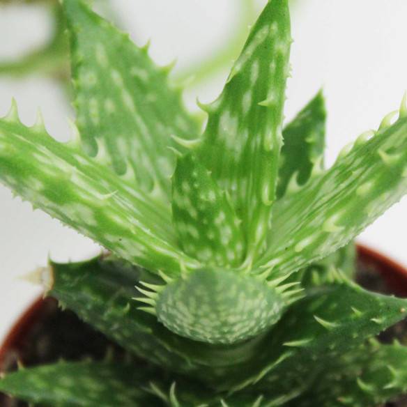 Kalamitica Aloe Squarrosa Negozio