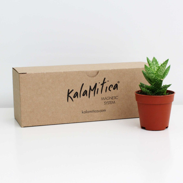 Kalamitica Boule Magnetica Ø 6 cm con Aloe Squarrosa In Saldo