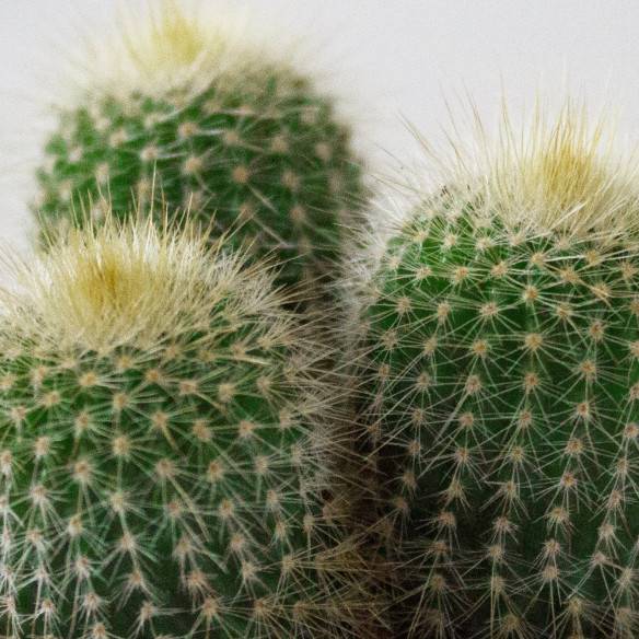 Kalamitica Notocactus Leninghausii Nuova