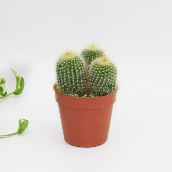 Kalamitica Notocactus Leninghausii Nuova