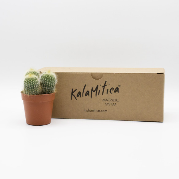 Kalamitica Notocactus Leninghausii Nuova