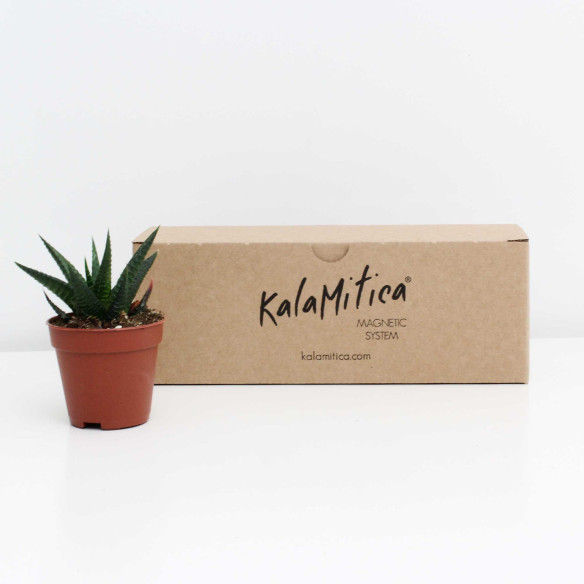 Kalamitica Haworthia Limifolia Moda