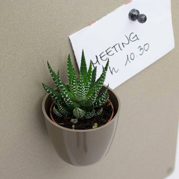 Kalamitica Boule Magnetica Ø 6 cm con Haworthia Superfasciata 2025
