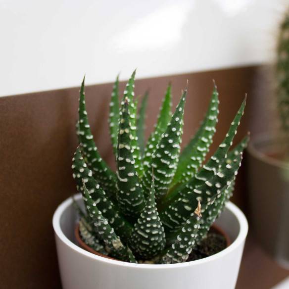 Kalamitica Boule Magnetica Ø 6 cm con Haworthia Superfasciata 2025