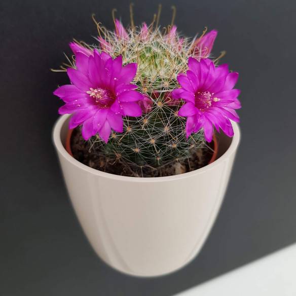 Kalamitica Boule Magnetica Ø 6 cm con Mammillaria Zeilmanniana Italy