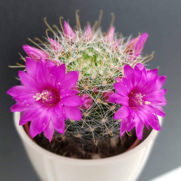 Kalamitica Boule Magnetica Ø 6 cm con Mammillaria Zeilmanniana Italy