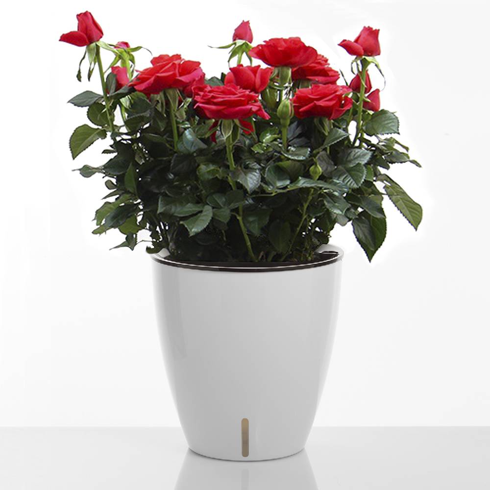 Oresteluchetta Vaso autoinnaffiante per esterno / interno ARGO Shopping Online