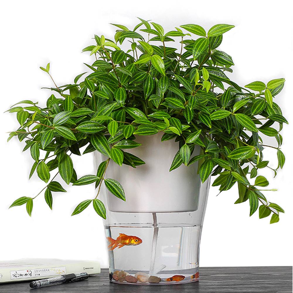 Oresteluchetta Vaso autoinnaffiante per esterno / interno ASON MEDIUM Sottocosto