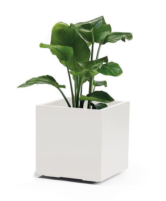 Leroymerlin Coprivaso per piante e fiori KEBE in polipropilene bianco H 40 cm L 40 x P 40 cm Latest stili