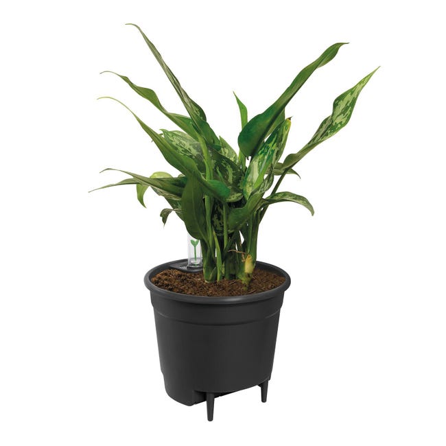 Leroymerlin Vaso con supporto ELHO Auto-irrigante in polipropilene nero H 39 cm Ø 42.8 cm Limitato a 3 giorni