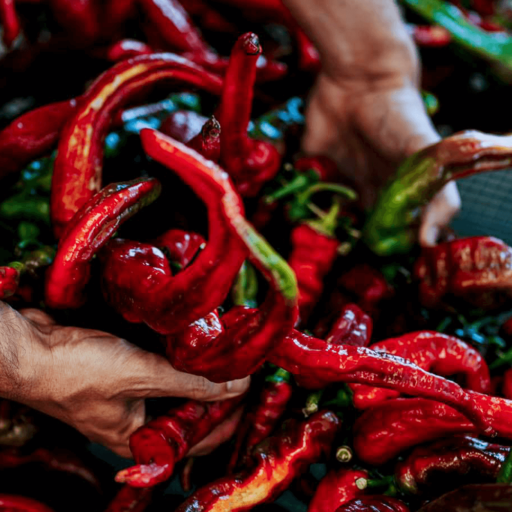 Sbam Design Fòrte – Peperoncino in olio extra vergine di oliva Nuova