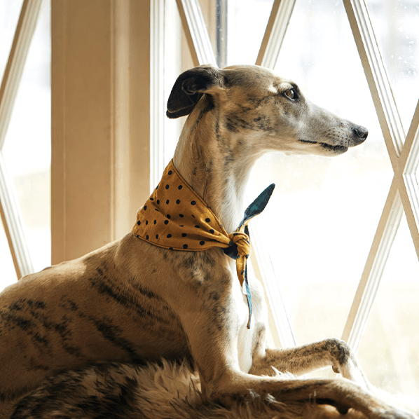 Sbam Design Bandana reversibile Pezzi Unici