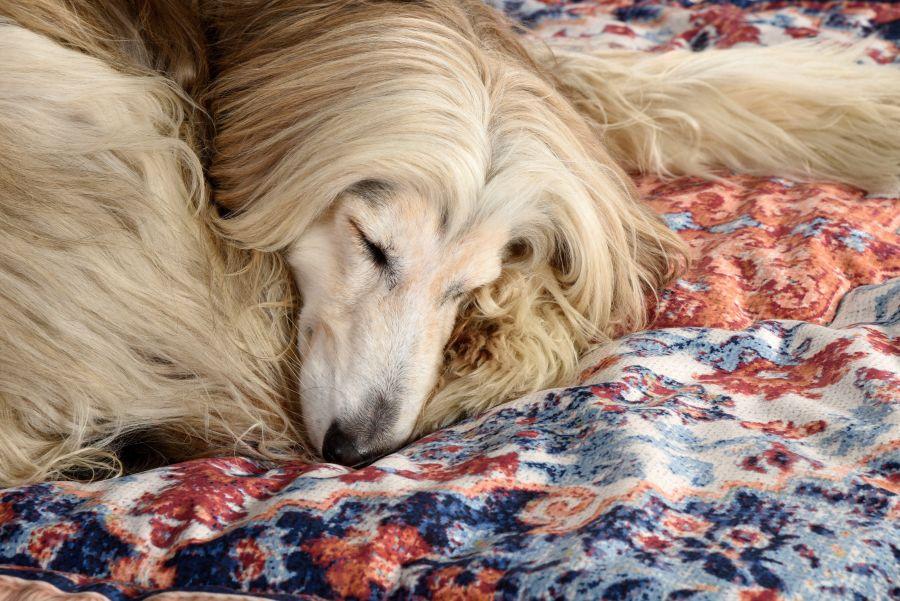 Seletti Kennel carpet PETS (R)EVOLUTION Medium Sottocosto